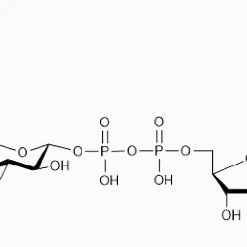 UDP-β-L-Rhamnose A0512